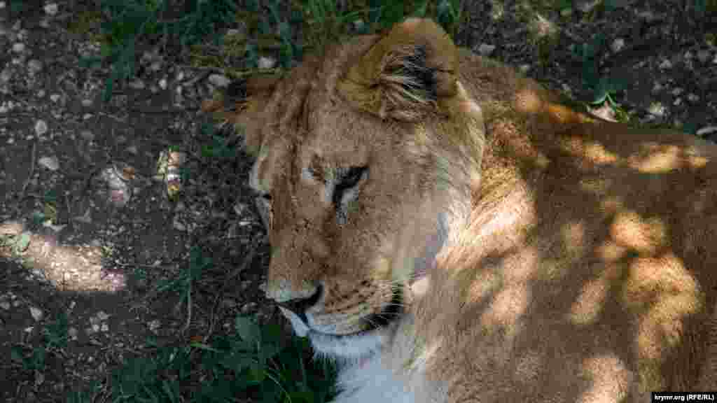 Всего в «Тайгане» живут около 50 львов
