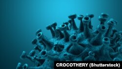 Naziv korona virus dolazi od latinske riječi corona, čije je značenje kruna ili aureola, a odnosi se na karakteristični izgled virusnih čestica (viriona) - imaju obod koji podsjeća na krunu.