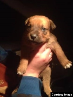 У этого щенка из Олимпийского парка теперь тоже есть хозяева