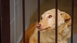 Правосудие. Убивать не запрещают Правосудие. Убивать не запрещают