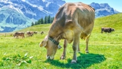 Футурошок. Интернет животных Футурошок. Интернет животных