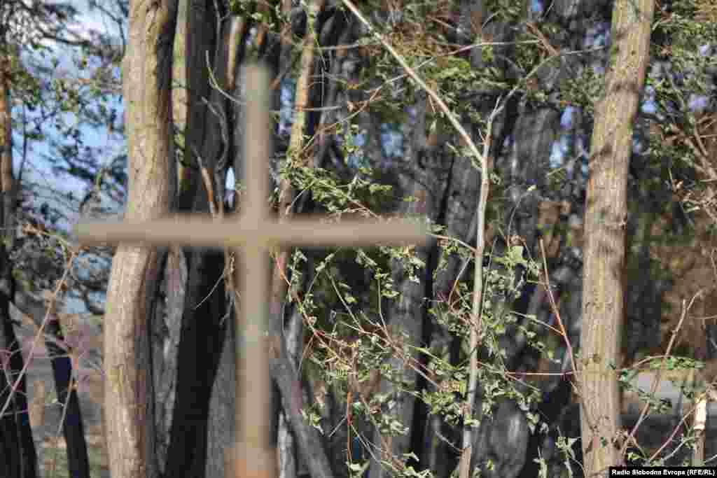 Izgorjelo drveće uz obalu Prespanskog jezera.