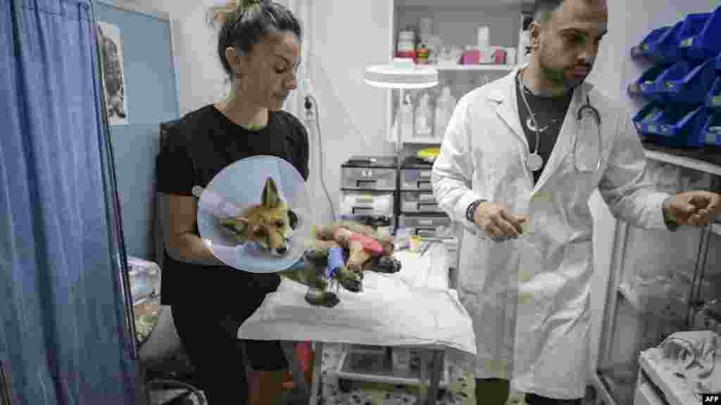 „Ezeket a tüzeket már nehezebb eloltani, és gyakran hatalmas területeket pusztítanak el, amely sok ezer állat élőhelyeként szolgál. Ezek az álllatok vagy elevenen megégnek, vagy otthontalanná válnak” – magyarázza az AFP-nek Nikos Georgiadis, a World Wildlife Fund görögországi munkatársa. A képen egy sérült rókát látnak el az athéni állatklinikán augusztus 26-án