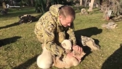 Разноцветное пополнение в парке львов: в «Тайгане» родились львята (видео) Разноцветное пополнение в парке львов: в «Тайгане» родились львята (видео)