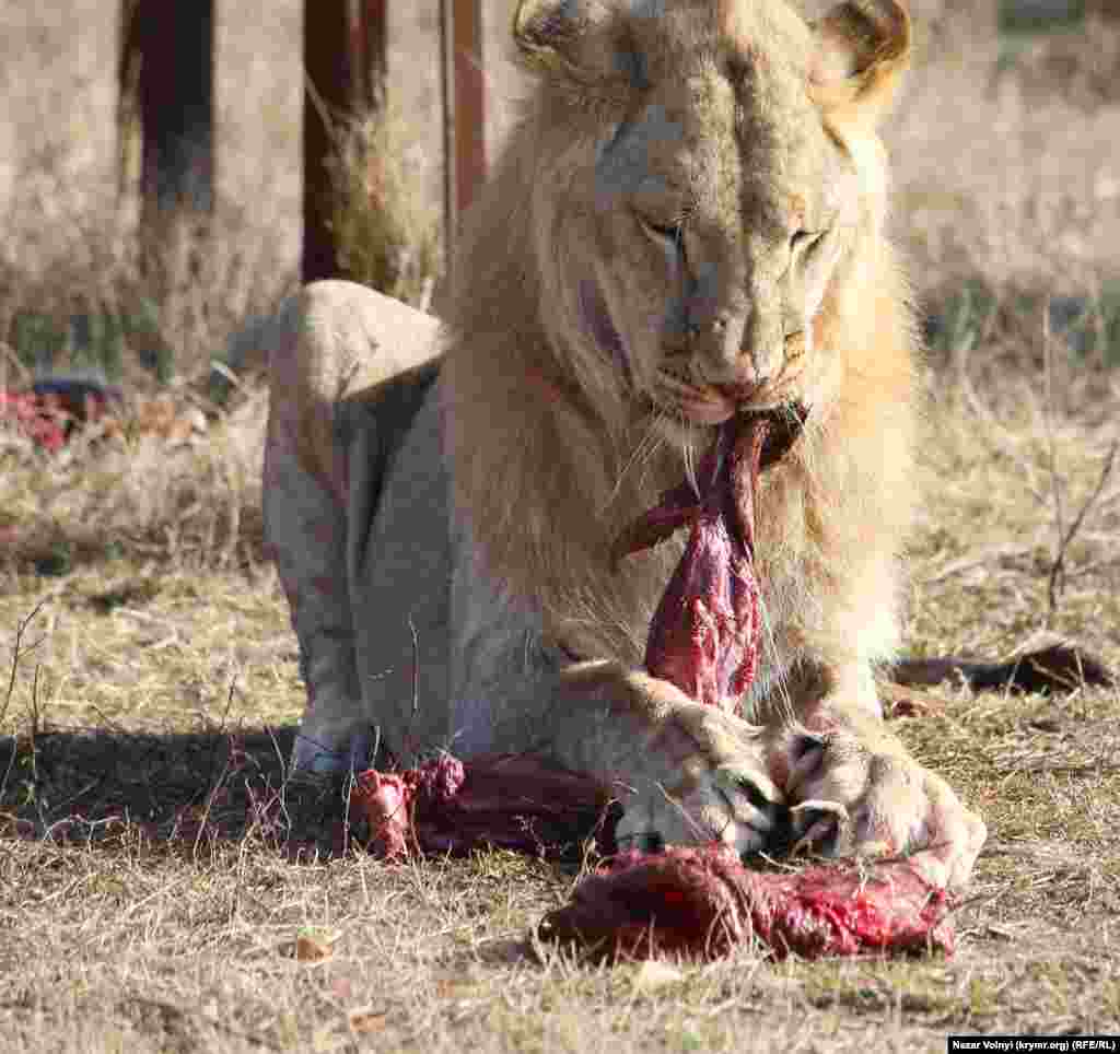 Лев згадав, що він – цар звірів, і відібрав м'ясо