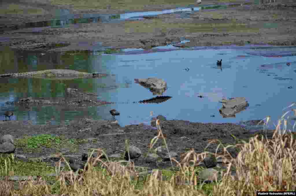 Крокодилы живут до ста лет. Иногда и больше. Самые большие из них достигают пяти-шести метров в длину 