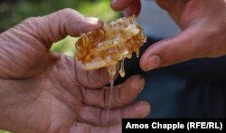 ფიჭა თაფლით ხელში