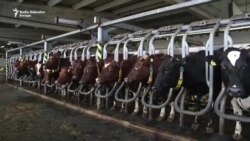 Jusuf otvorio, a država bi mogla zatvoriti mljekaru u Kozarcu Jusuf otvorio, a država bi mogla zatvoriti mljekaru u Kozarcu