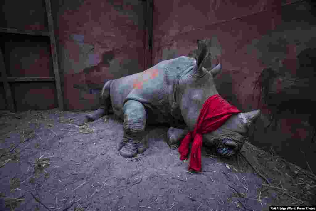 Номинация: "Окружающая среда". Главный приз Южноафриканский фотограф Неил Адридже запечатлел молодого белого носорога, которого перевезли из ЮАР в Ботсвану в дельту реки Окаванго, чтобы спасти от браконьеров (на время перевозки ему завязали глаза). Рог носорога высоко ценится, особенно во Вьетнаме и Китае – на черном рынке стоимость килограмма рога может достигать 50 тысяч евро.