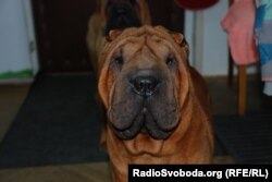 Есть животные, которые боятся фотокамер, а есть те, кто с удовольствием позируют