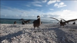 Havaji: Obamina zaštita okeana Havaji: Obamina zaštita okeana