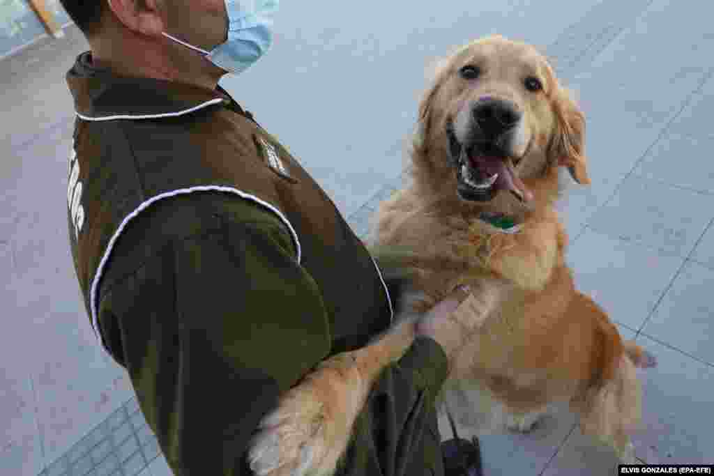 Službenik za obuku pasa iz čileanske policije sa psom dresiranim za otkrivanje COVID-19 u Santiagu, Čile, 15. jula 2020. Zahvaljujući svom istančanom njuhu, psi se koriste širom svijeta za otkrivanje droge, novca ili eksploziva. U Čileu sada pokušavaju primijeniti tu sposobnost pasa na otkrivanje korona virusa kako bi obučeni psi mogli razlikovati miris pacijenata s COVID-19 i zdravih ljudi.