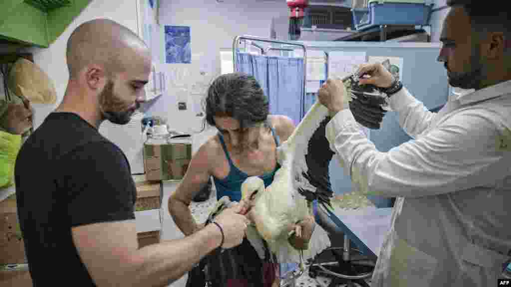 „A legtöbb állat kimerült a hosszan tartó hőhullámokban, a madarak kénytelenek túl korán elhagyni a fészket” – mondja az AFP-nek az egyik itt dolgozó állatorvos. A madarak „egyszerűen leugranak a fészekből... mert élve megsülnek” – teszi hozzá. Már a korai, júniusi hőhullámban is 2125 állatot kellett kimenekíteniük, ami majdnem 300-zal több, mint a tavalyi év azonos időszakában. „Tavaly azt hittük, az volt a legrosszabb évünk valaha... Aztán jött az idei június”