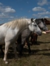 Abandoned In Wartime, Wild Horses Now Thrive In Bosnian Mountains Abandoned In Wartime, Wild Horses Now Thrive In Bosnian Mountains