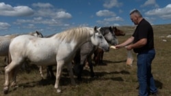 Abandoned In Wartime, Wild Horses Now Thrive In Bosnian Mountains Abandoned In Wartime, Wild Horses Now Thrive In Bosnian Mountains