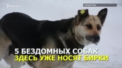 Собаки с клипсами в ушах Собаки с клипсами в ушах