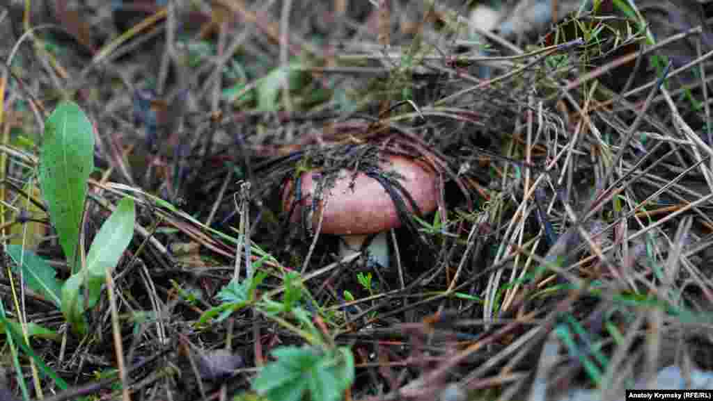 Вот она – декабрьская сыроежка