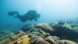 Visoke temperature prijete najvećem koraljnom grebenu u Hrvatskoj i Sredozemlju Visoke temperature prijete najvećem koraljnom grebenu u Hrvatskoj i Sredozemlju