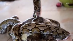 П’ять речей, які треба знати про звіт ВООЗ про коронавірус у Китаї П’ять речей, які треба знати про звіт ВООЗ про коронавірус у Китаї