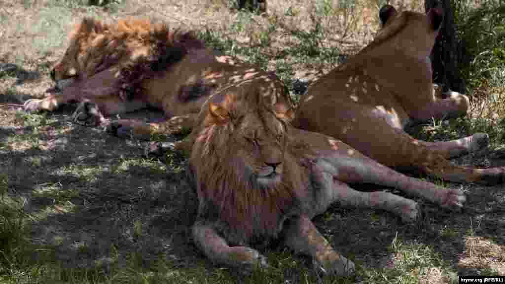 Лев – одно из самых известных животных в мире. Его называют «царь зверей»