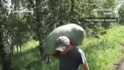 Бывший журналист и строитель с семьей собирает Иван-чай в горах Алтая Бывший журналист и строитель с семьей собирает Иван-чай в горах Алтая