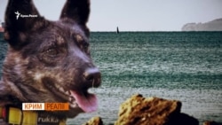 Військово-морський пес України – відео Військово-морський пес України – відео