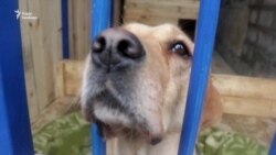 Поліція Маріуполя отримала потужну «зброю» для боротьби зі злочинністю в зоні бойових дій (відео) Поліція Маріуполя отримала потужну «зброю» для боротьби зі злочинністю в зоні бойових дій (відео)