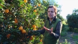 «Краудфармінг»: посадити дерево через інтернет (відео)