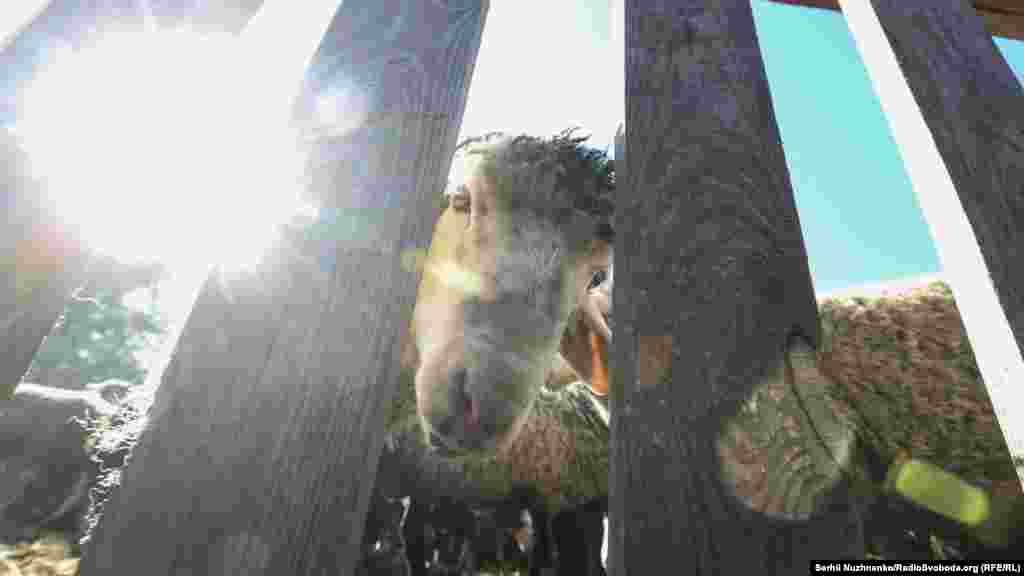 Праздник Курбан-байрам в киевской мечети  «Ар-Рахма», 1 сентября 2017 года