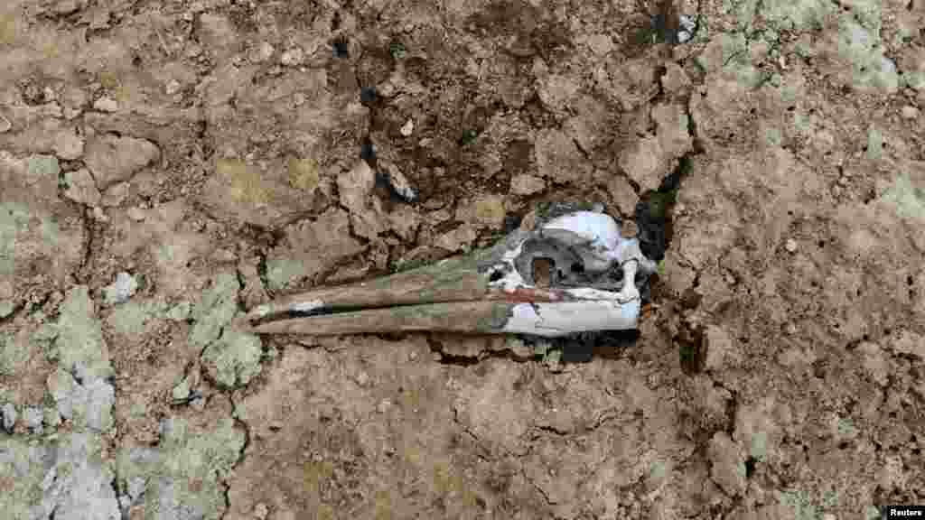 Az El Niño időjárási jelenség 2023-ban zavart okozott a tengeri ökoszisztémában, és a madarakat vándorlásra kényszerítette. 2024-ben az elsődleges táplálékforrásuk, az anchoveta – a dél-amerikai szardella – túlhalászása tovább csökkentette a madarak populációját. A képen egy madár koponyája látható a Punta San Juan rezervátumban Peruban, ahol már csak kétszázezer guanómadár, kétezer-ötszáz Humboldt-pingvin és tizenegyezer oroszlánfóka maradt