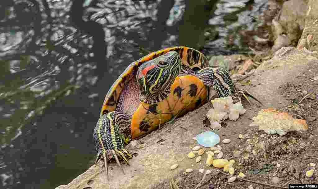 Вылезла из того же пруда на берег черепаха – то ли просто погреться на солнце, то ли только полакомиться принесенными дарами посетителей