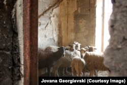 Ostale su samo ovce, koje dovoze na ispašu meštani sa Raba, i zečevi koje uzgajaju za lov stanovnici okolnih ostrva