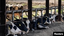 Industrijska poljoprivreda već igra poraznu ulogu u “skrivenim” ljudskim pandemijama.