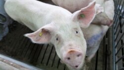 Футурошок. С точки зрения свиньи Футурошок. С точки зрения свиньи