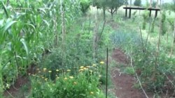 Organska poljoprivreda za početnike Organska poljoprivreda za početnike