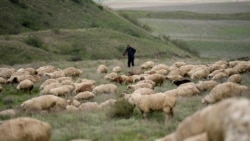 მეცხვარე და ცხვრის ფარა იაღლუჯის საძოვარზე, 2025 წლის გაზაფხული