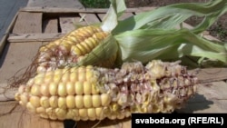 Початки кукурузы превращаются в кочелайки. Они же – киюшки и будылки