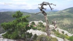 На склонах и полянах горы Сокол (видео) На склонах и полянах горы Сокол (видео)