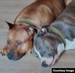 Собаки Германа и его семьи