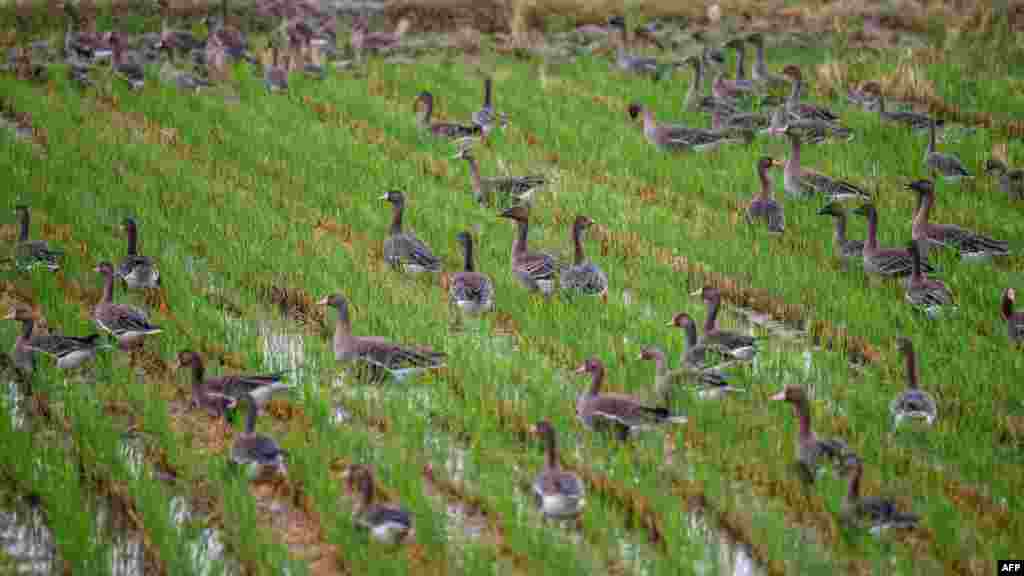 A 92 éves Min Ok-sun szüleit és négy testvérét hagyta hátra Észak-Koreában. „17 évesen hagytam el szülőföldemet, és soha többé nem láttam őket” – mondja. Gyodongban egy másik menekülthez, Kim Ching-sanhoz ment feleségül. „Amikor naplementekor látom a madarakat visszatérni fészkükbe, azt mondom magamnak, hogy nekünk, embereknek is megvan ez az igényünk, hogy hazatérjünk. Ez az ösztönünk” – mondja Kim