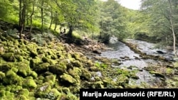 Jedna od izvora rijeke Plive u blizini Šipova, august 2024