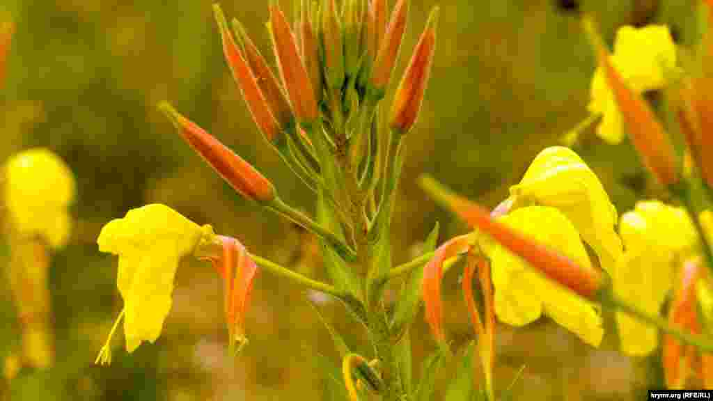 На дні водойми в’януть квіти