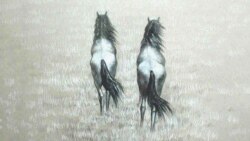 Любите ли вы лошадей? Любите ли вы лошадей?