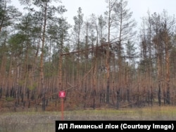 Заминированные Лиманские леса