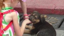 У Керчі винищать безпритульних собак У Керчі винищать безпритульних собак