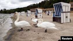 Labudovi na Wannsee lido u Berlinu, Njemačka, 25. maj, 2020.