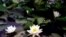 Белая водяная лилия (Nymphaea alba) внесена в этом году в Красную книгу Литвы