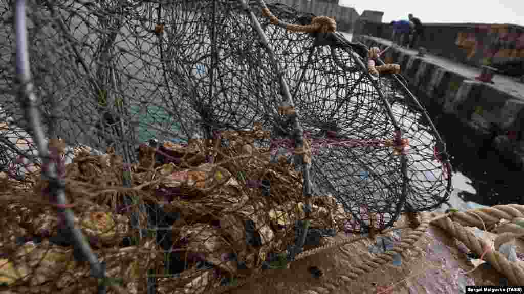 Устриц на ферме «Яхонт» в Кацивели вылавливают с помощью ятеря – сетевой корзины с обручами внутри