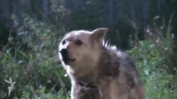 «Амвон – не броневик и не трибуна» ч3 «Амвон – не броневик и не трибуна» ч3