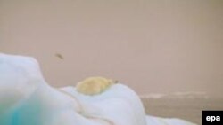 Льды Гренландии, расстаяв, могут затопить Флориду